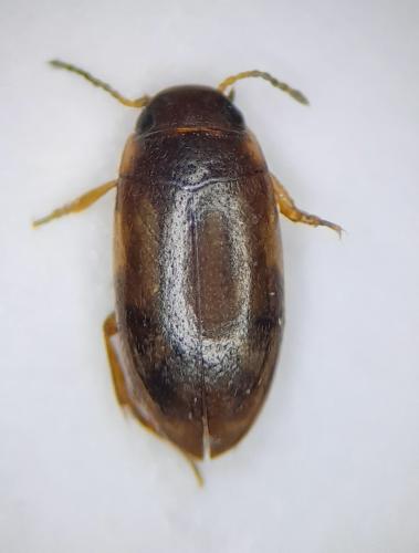 Graptodytes fractus